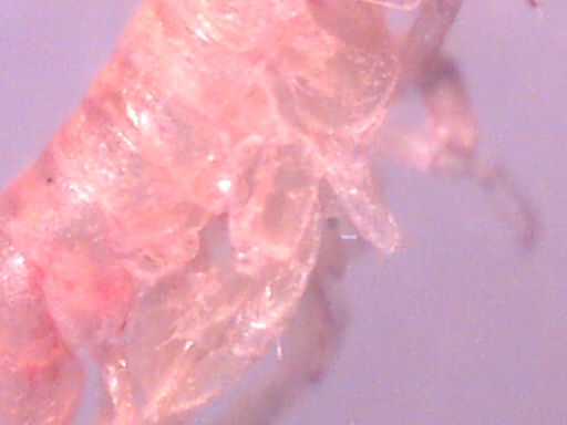 Piccoli crostacei raccolti dal Po vicino a Settimo Torinese
